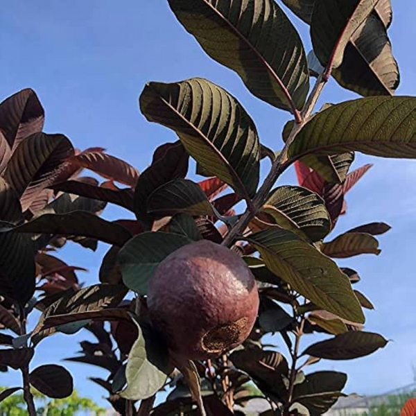 Black Guava Plant