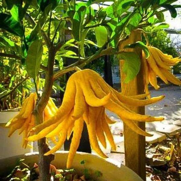 Buddha Hand Lime Plant