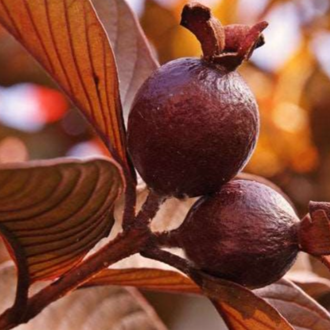 Thailand Guava