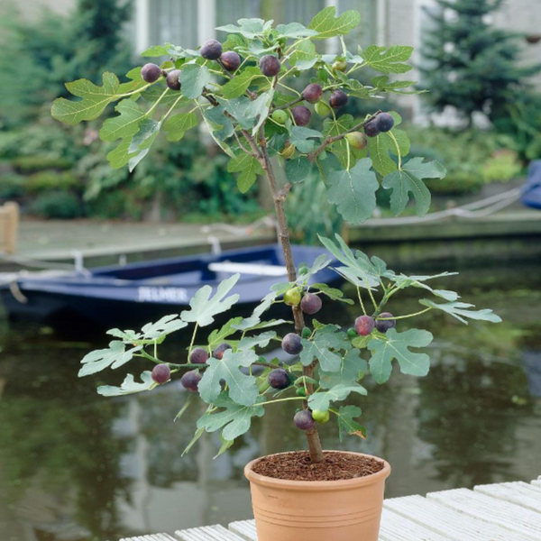 Black Fig Plant