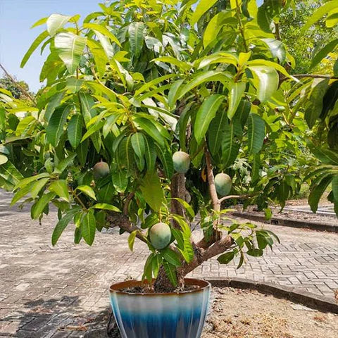 Mango Plant - Chaunsa