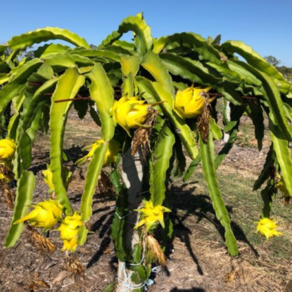 Aussie Gold Dragon Fruit Plant
