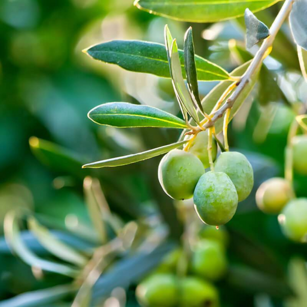Olive Arbequina Plant