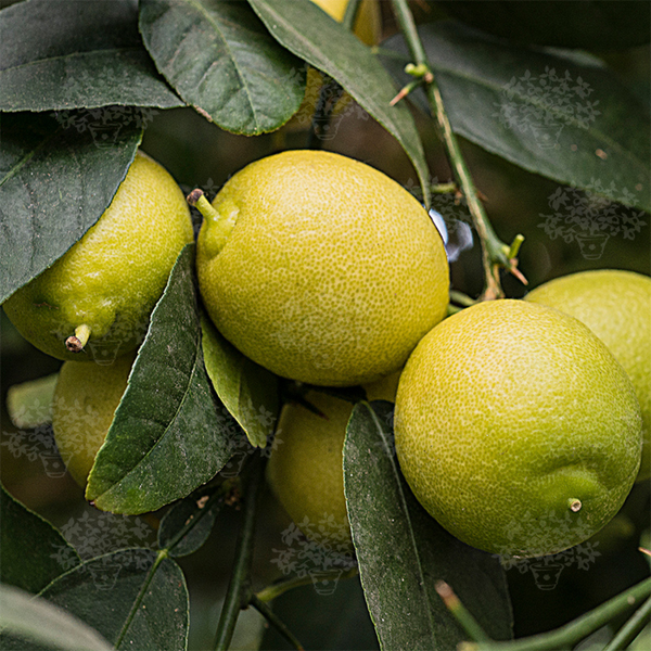 Mexican Lime Plant