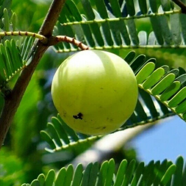 Amla Plant