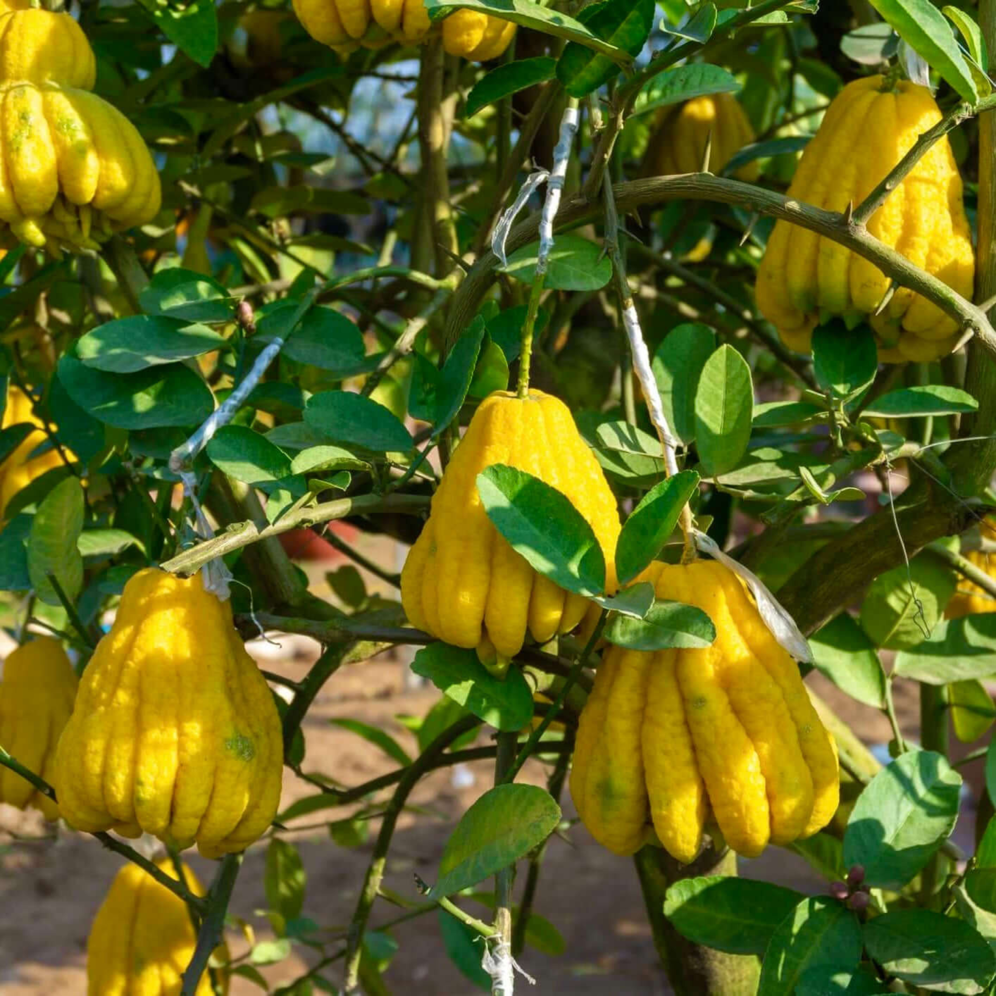 Buddha Hand Lime Plant