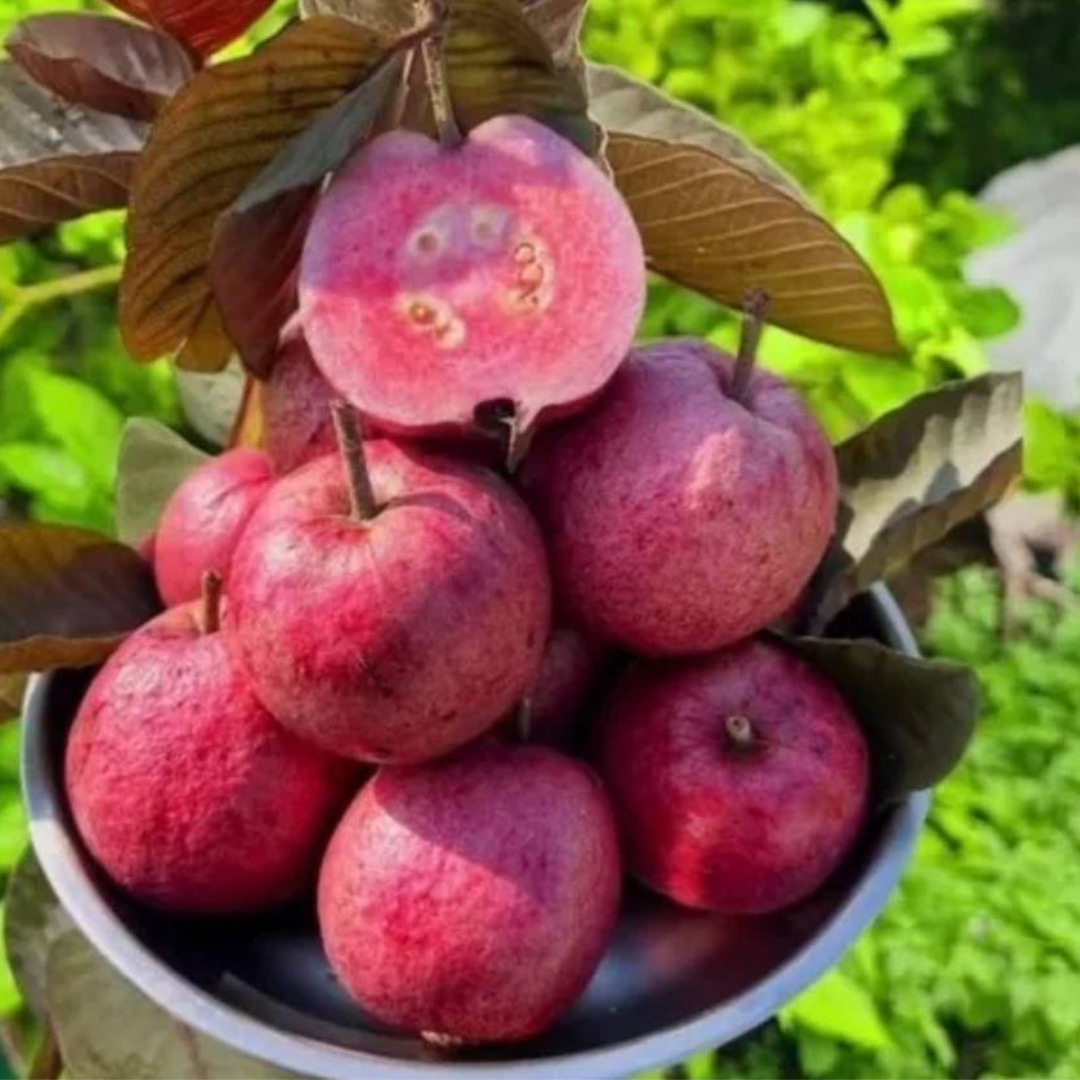 Thailand Guava