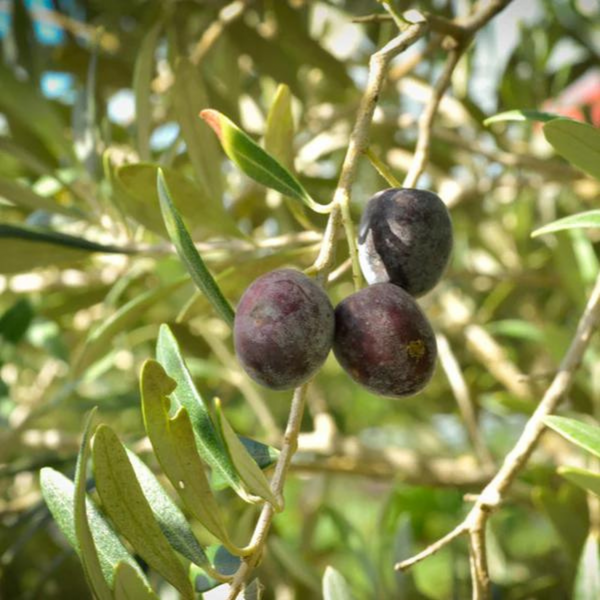 Olive Arbequina Plant