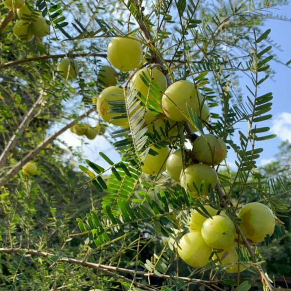 Amla Plant