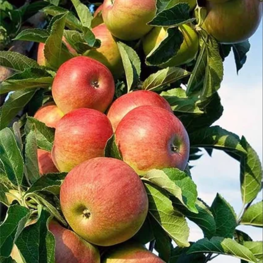 Apple Ber Plant