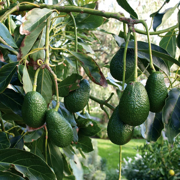 Avocado Hass Plant