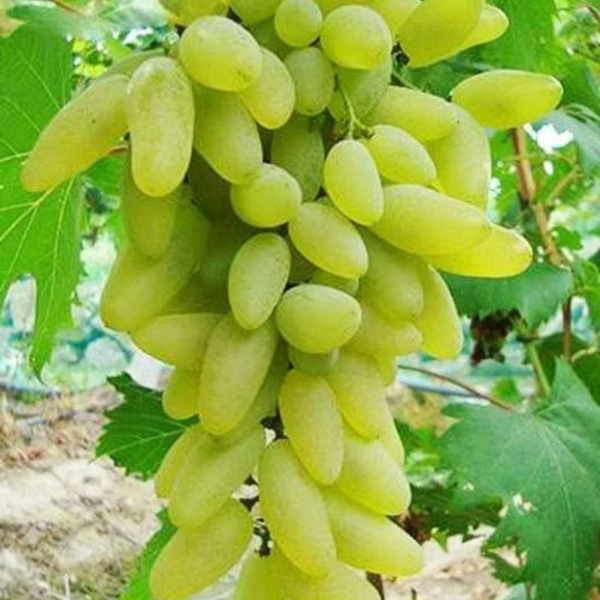 Grape Plant - Sundarkhaani