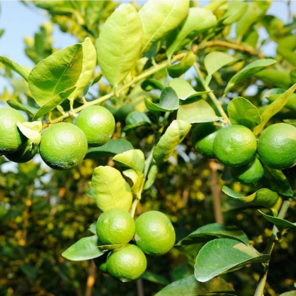 Mexican Lime Plant