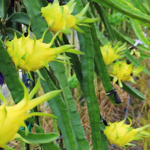 Aussie Gold Dragon Fruit Plant