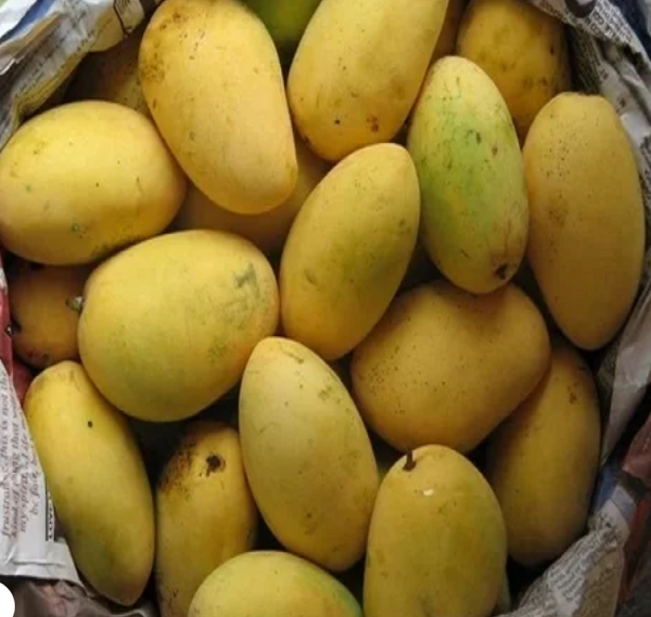Mango Plant - Chaunsa