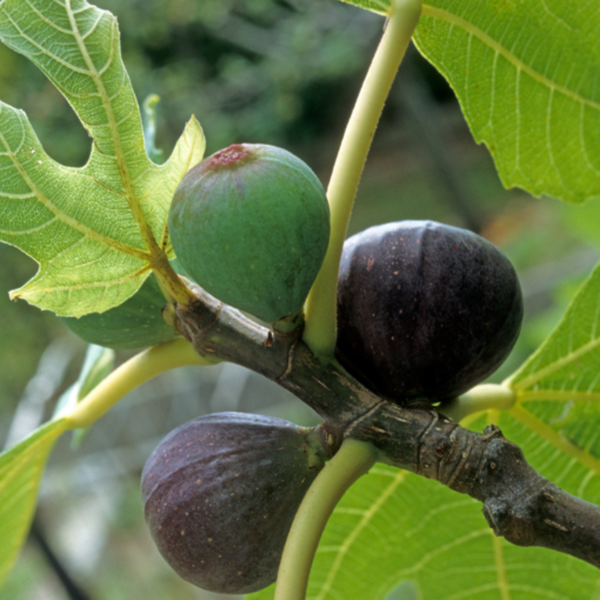Black Fig Plant