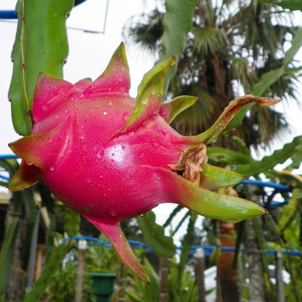 Vietnamese White Dragon Fruit Plant