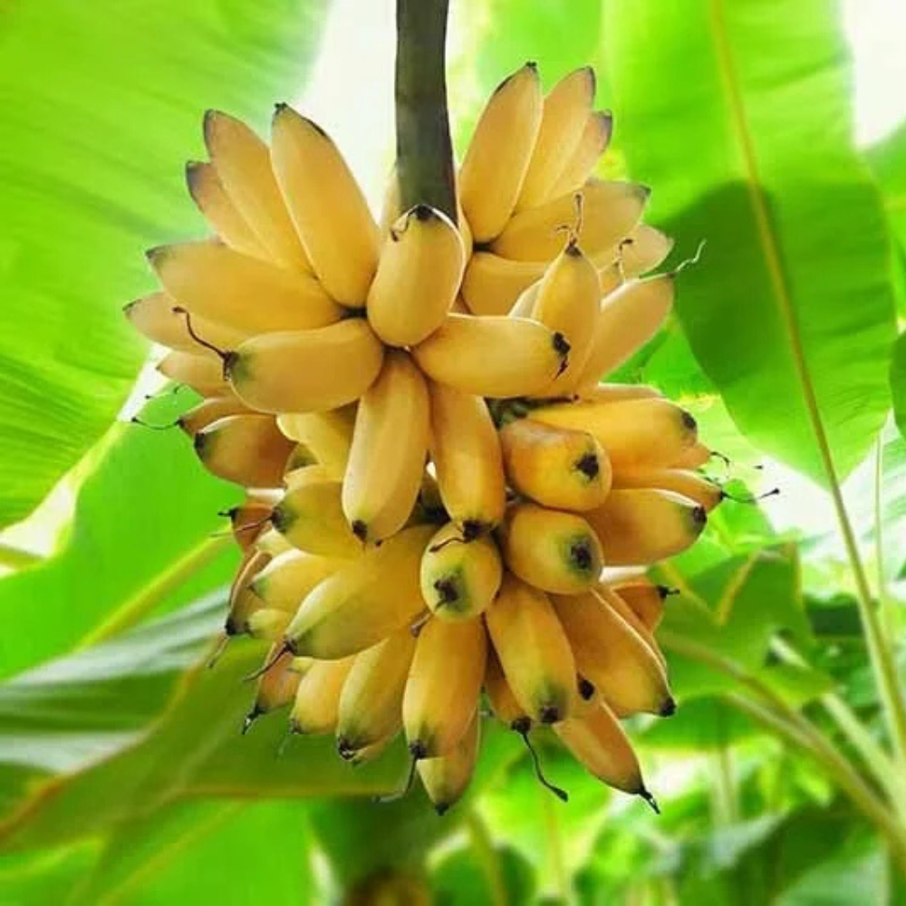 Banana Plant