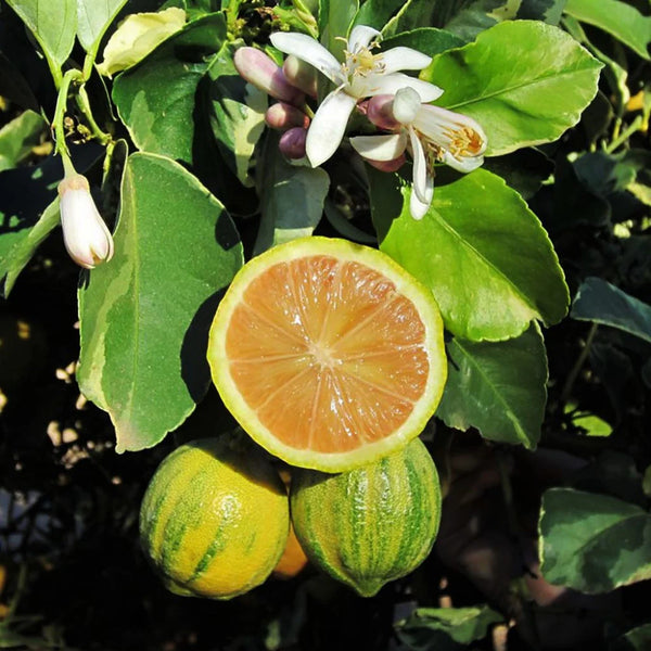 Variegated Pink Lemon Plant