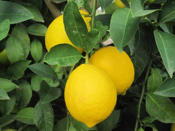 Eureka Lemon Plant