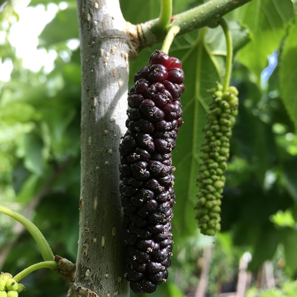 Shahtoot (Mulberry) Plant