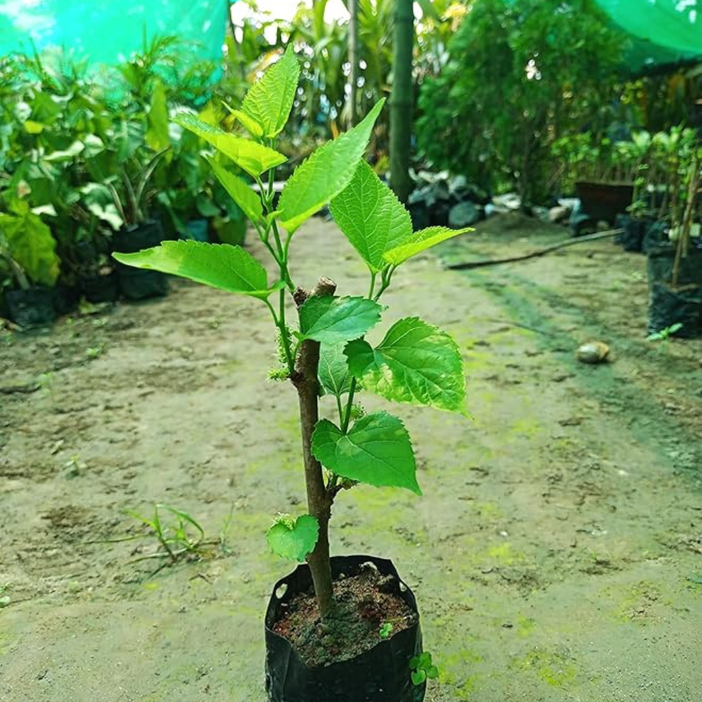 Shahtoot (Mulberry) Plant