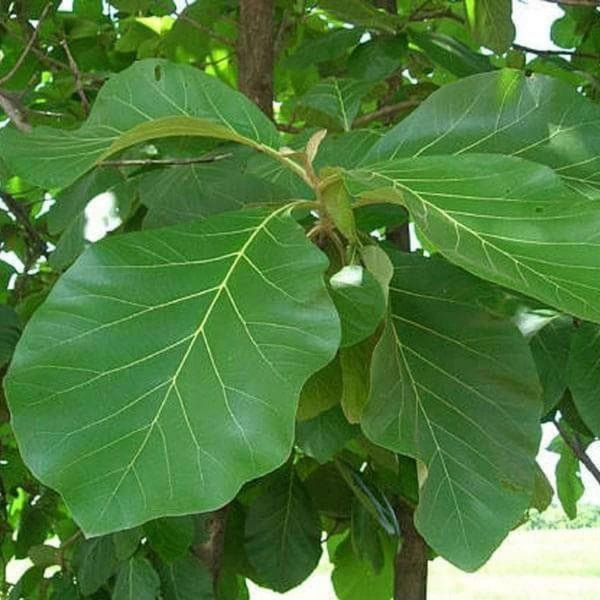 Teak Plant