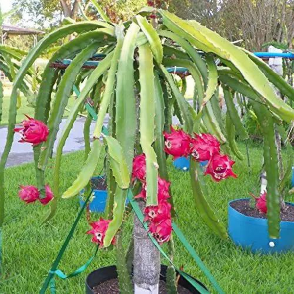 Dragon Fruit Purple Plant