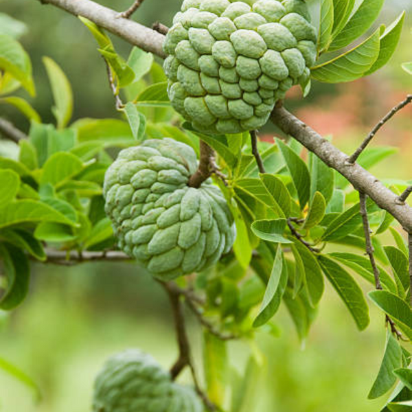Custard Apple (Shreefa)