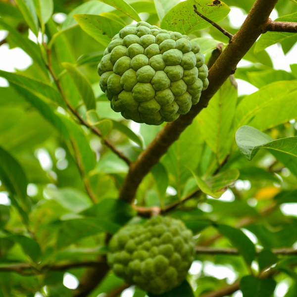 Custard Apple (Shreefa)