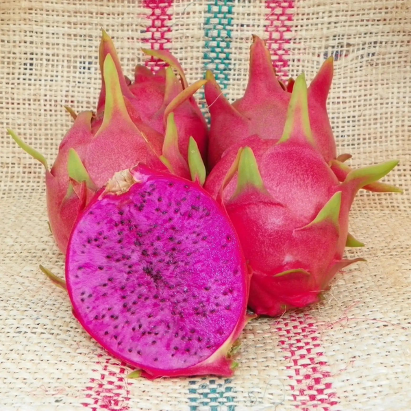 Dragon Fruit Purple Plant