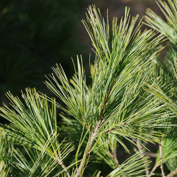 Pine Tree Plant