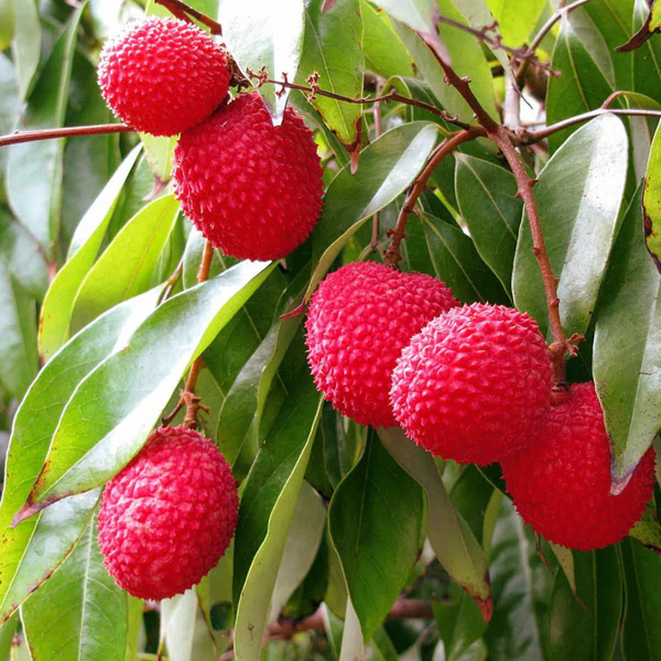 Lychee Plant