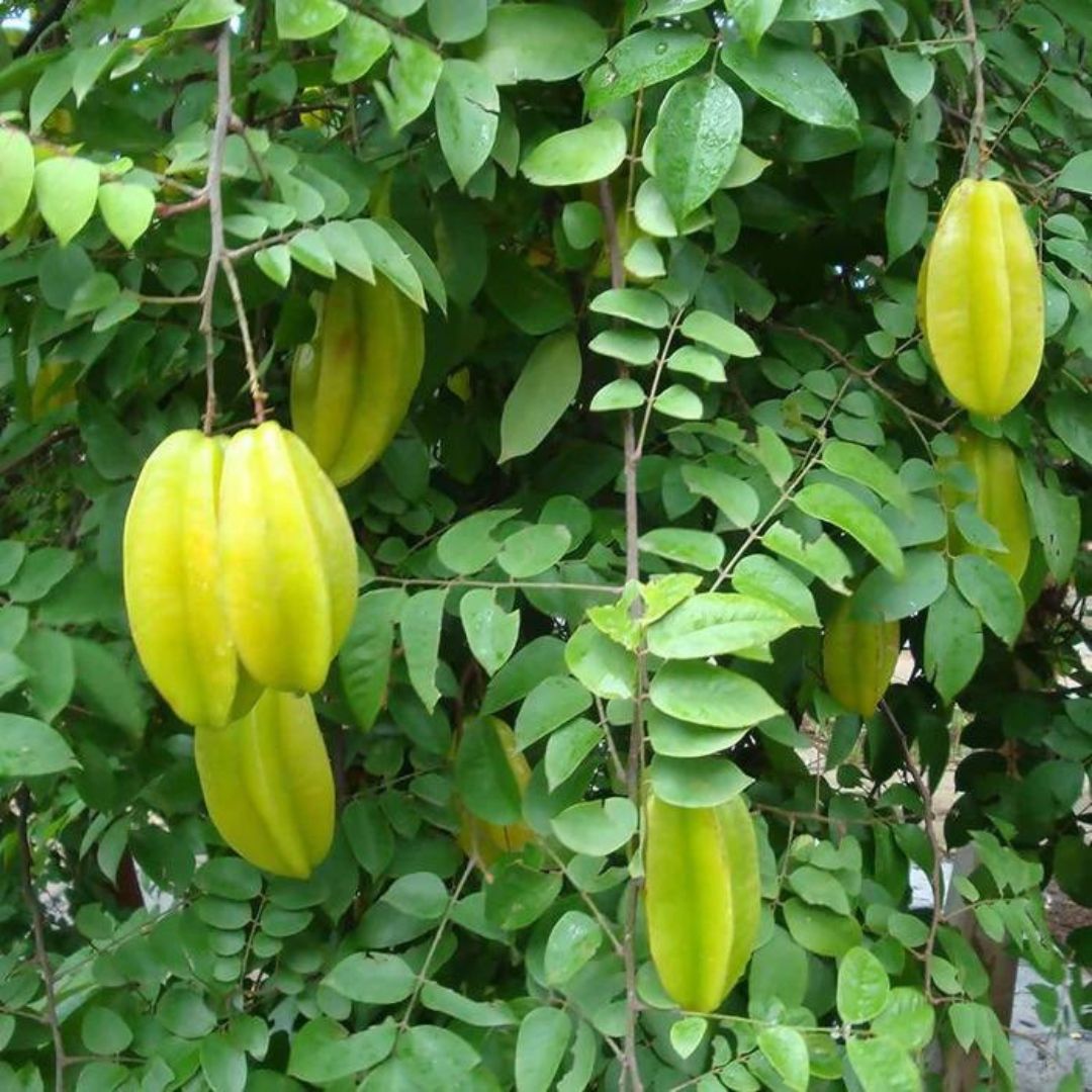 Star Fruit Plant