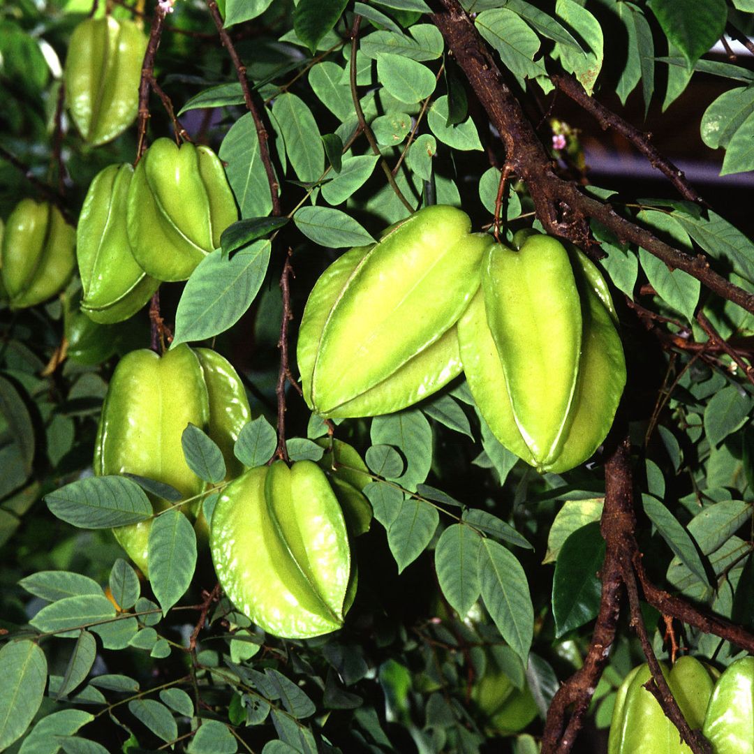 Star Fruit Plant