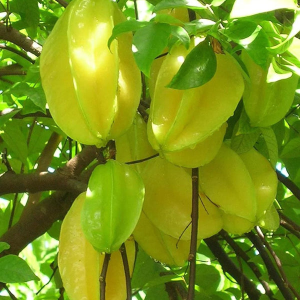 Star Fruit Plant