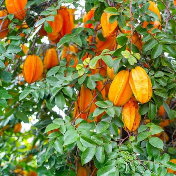 Star Fruit Plant