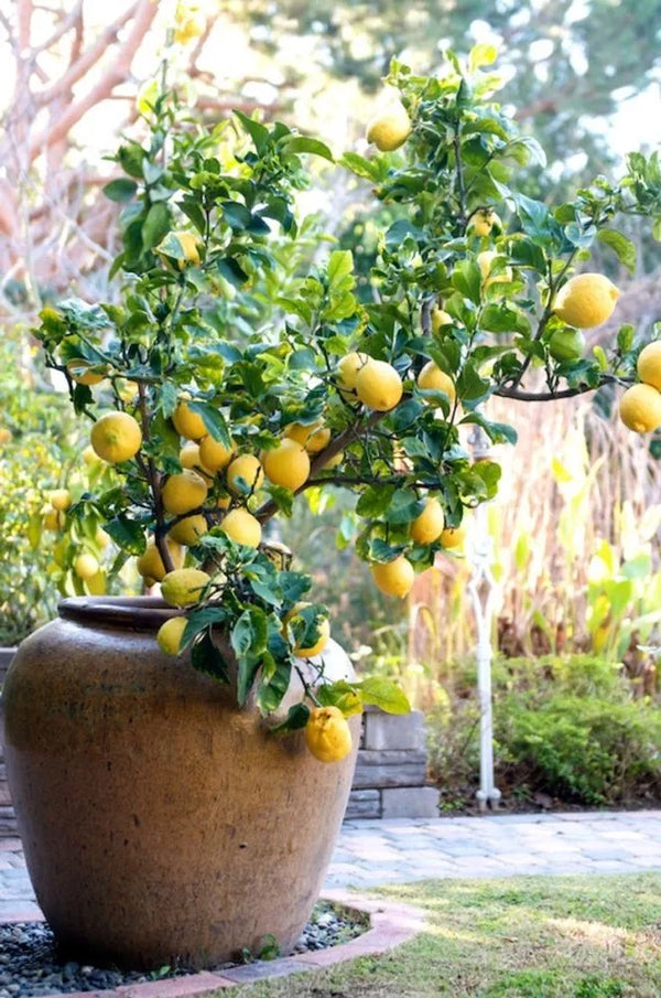 Eureka Lemon Plant
