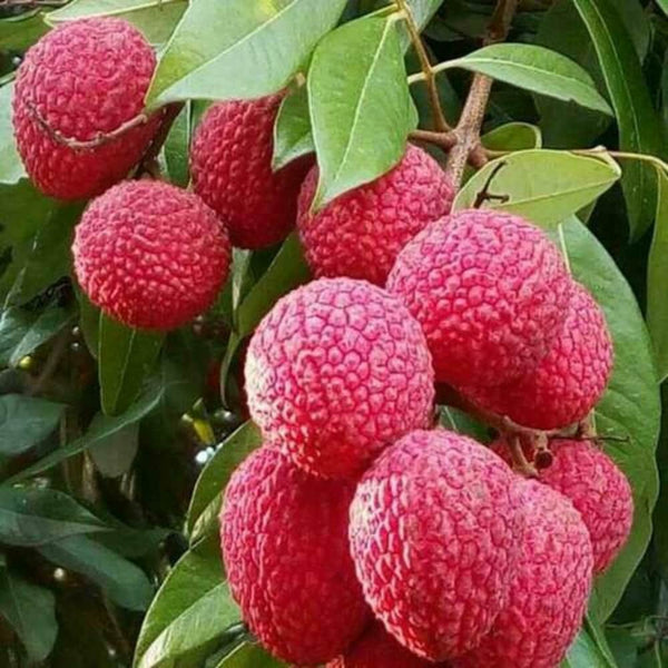 Lychee Plant